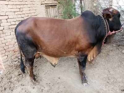 “Premium Brown Black Sahiwal Cross Bail  Qurbani ke liye available