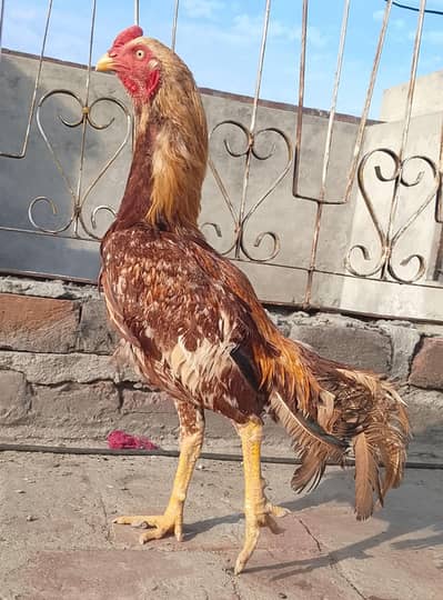 Aseel rooster lasani cross