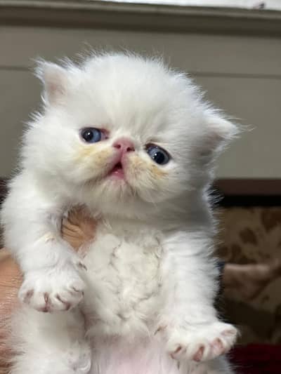 Persian /long coat/peke/piki