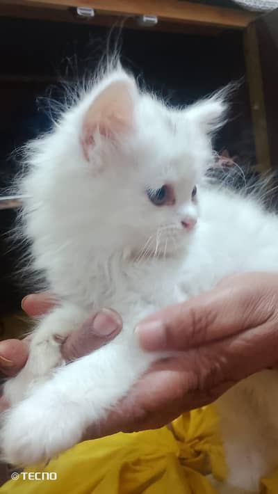 persian Cat kitten