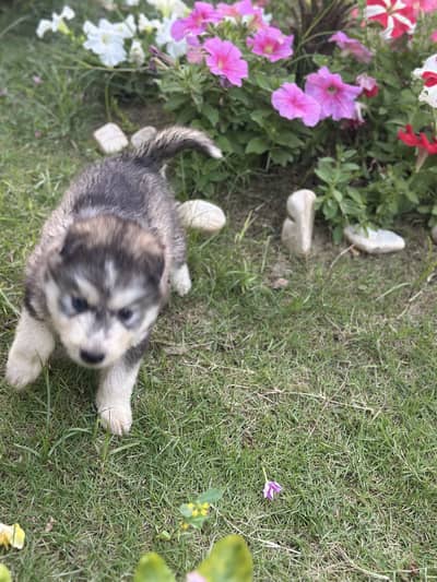 Siberian husky puppy