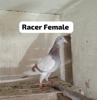 Pigeons 0312 5925861