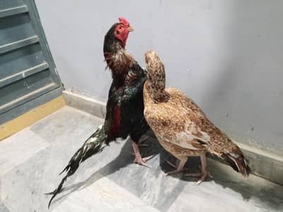 Aseel lakha murgha and Murghi