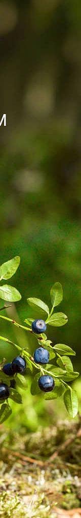 mujhe 1achi job ki zarorat ha shwrma shop ho ya house boy  office boy