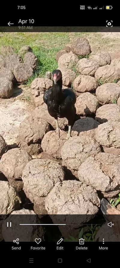 Pakistani bucheer purbana cross