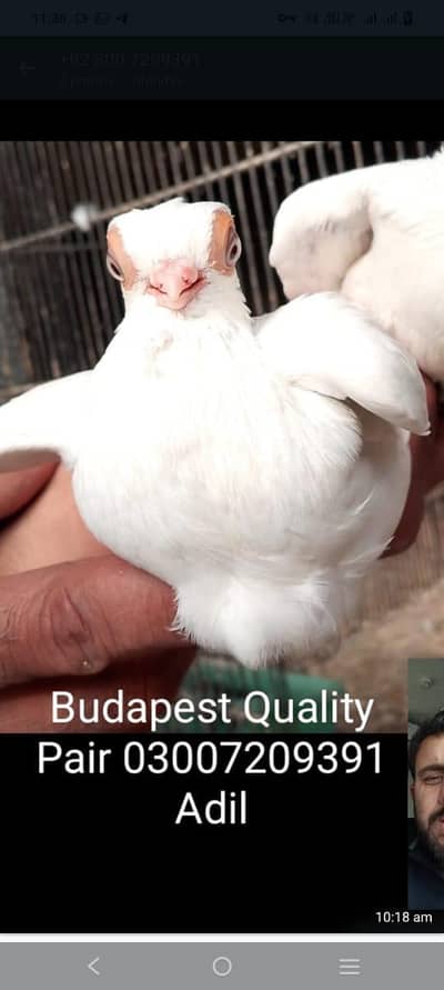 Budapest Doorbeen Chicks pair 03007209391 Adil Fsd