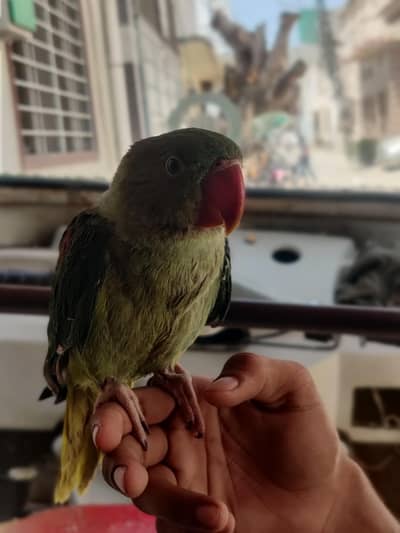 Raw parrot