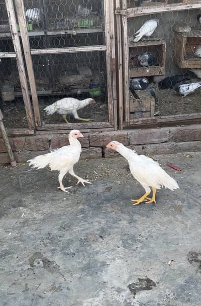 Heera Aseel chicks for sale