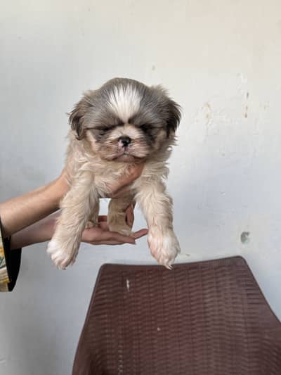 Adorable Shitzu Male Puppy