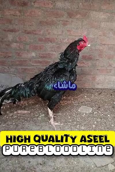 aseel eggs