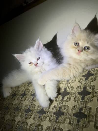 High quality Persian kittens available for sale