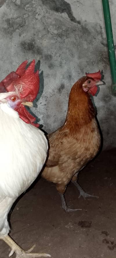 Golden misri fresh pair so beautiful