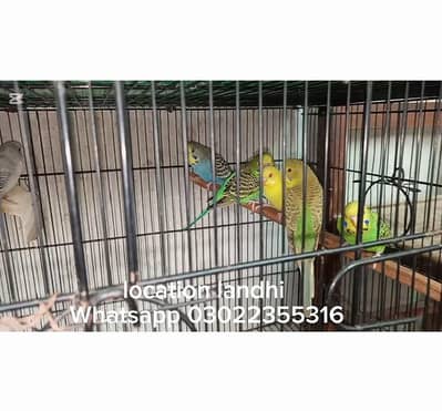 budgies patthe