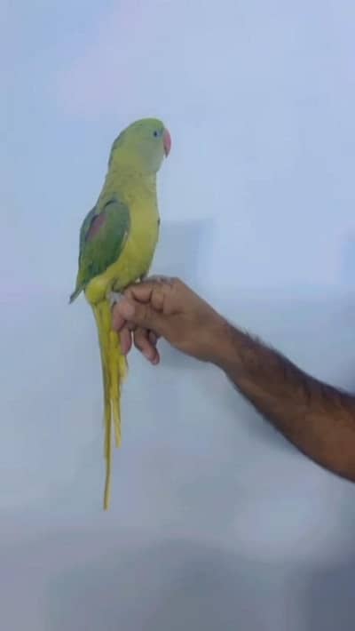 Raw Kashmiri Pahari 03190150180