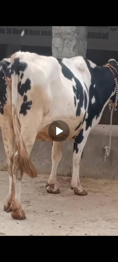 6 fresian cows for sale