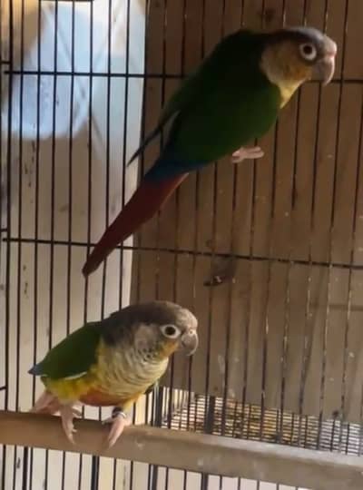 Yellow sided conure pair