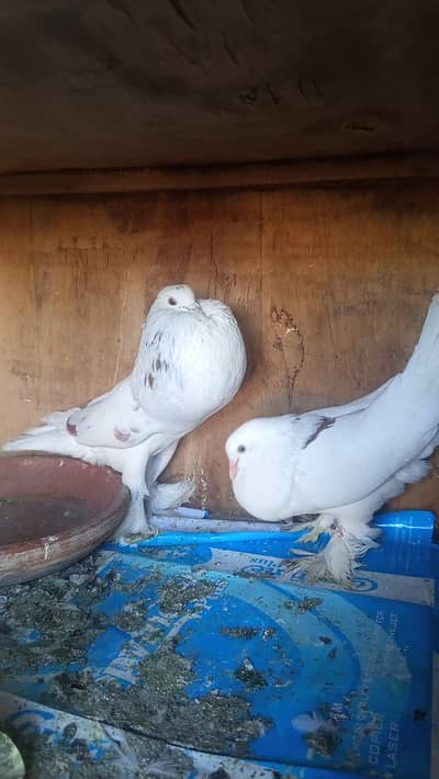 Pigeons birds kabootar