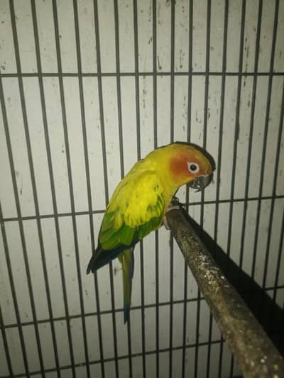 hand tame male for sale