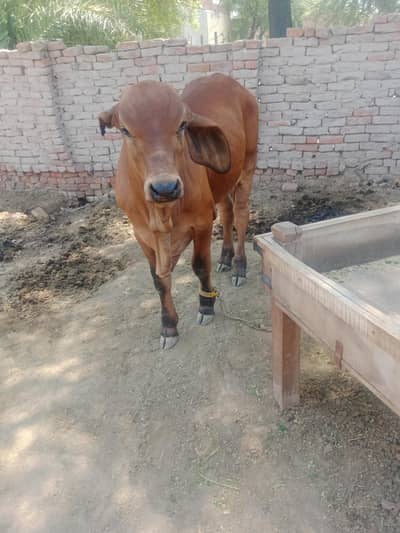 ======​"Beautiful Brahman Bull Calf - Healthy and Active=====for sale