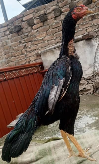 lasani x patha for sale