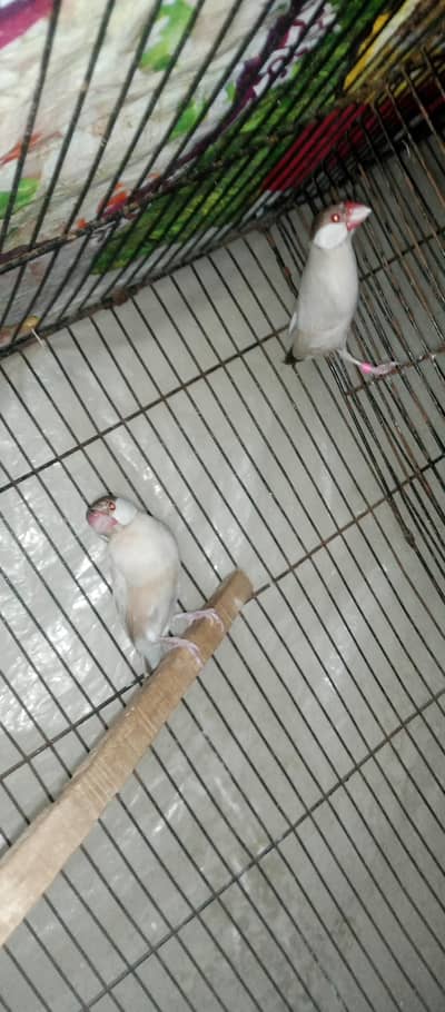 Fan java breeder pair.