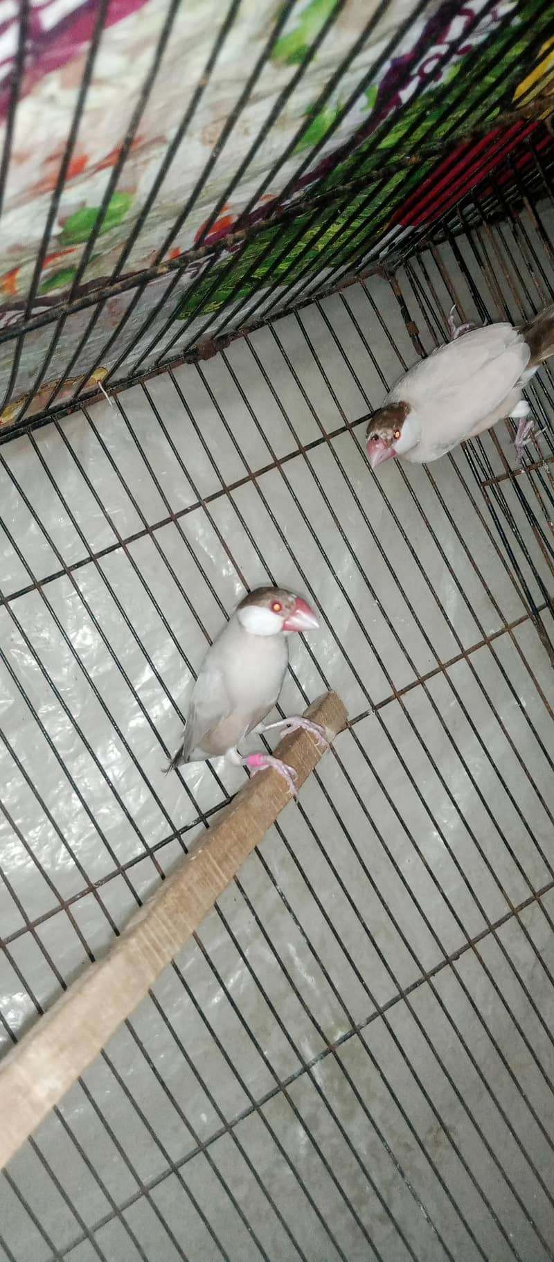 Fan java breeder pair. 1