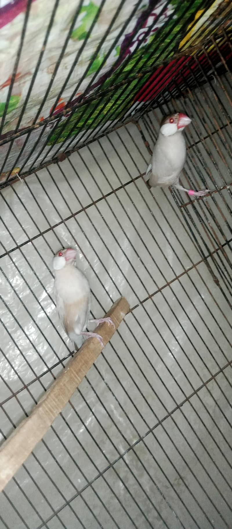 Fan java breeder pair. 2