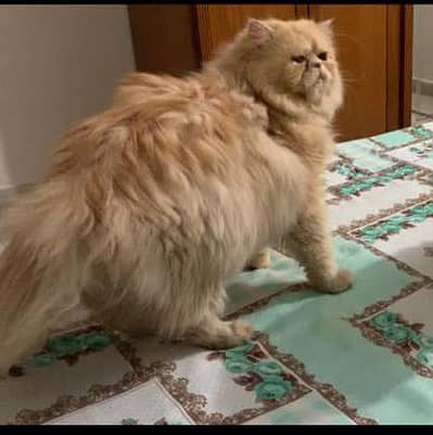 Peki Face male Cat | Persian Cat| Ready for Metting | .