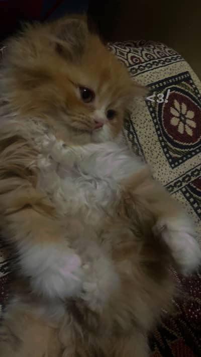 PERSIAN CAT , DOLL FACE , TRIPLE COAT WITH ALL ACCESSORIES AND FOOD.