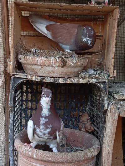 Laka and Fancy Pigeons
