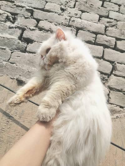 good punch Persian breeder female