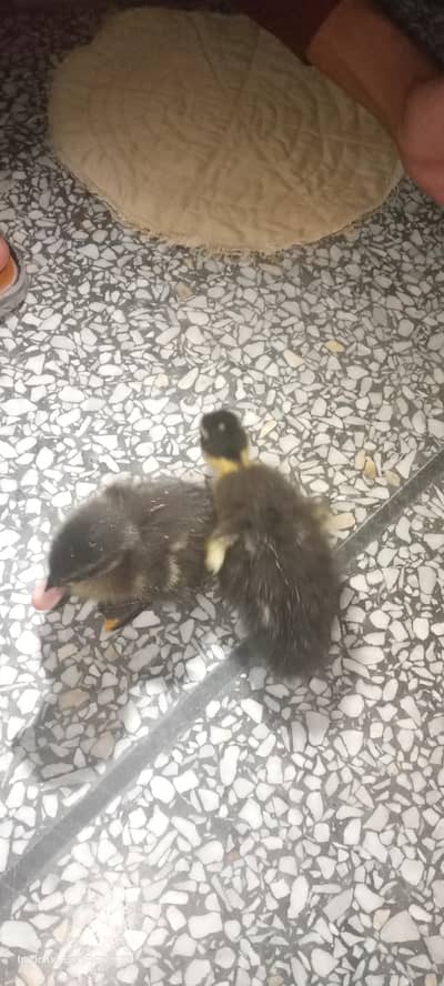 Korean ducklings for  sale