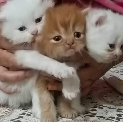 Persian kittens