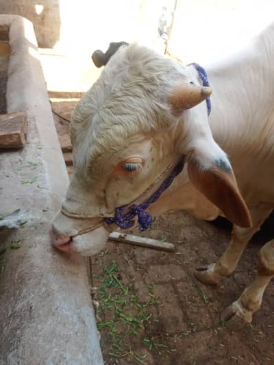 2026 ke qurbani ka laya bachara