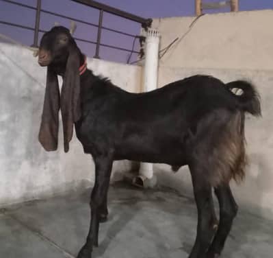 Pure Kamori and Patera Male For Sale