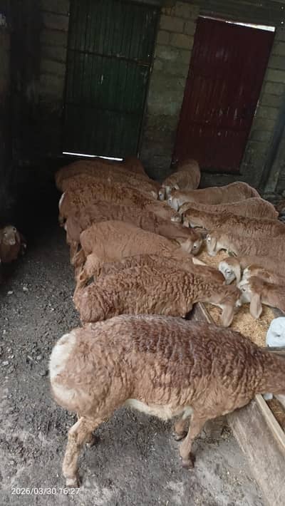 Turkey Sheep laat 18 bachon ki