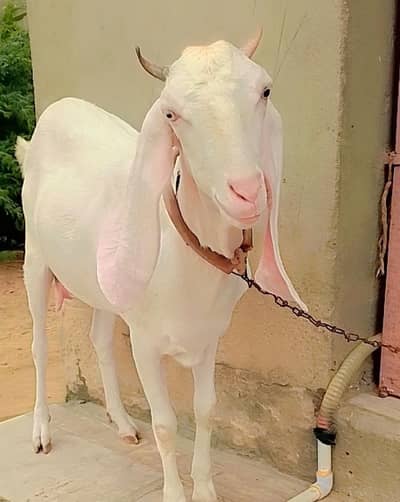 bakri