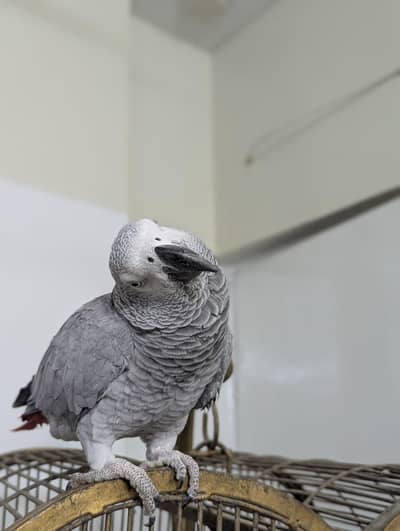 African grep parrot  female