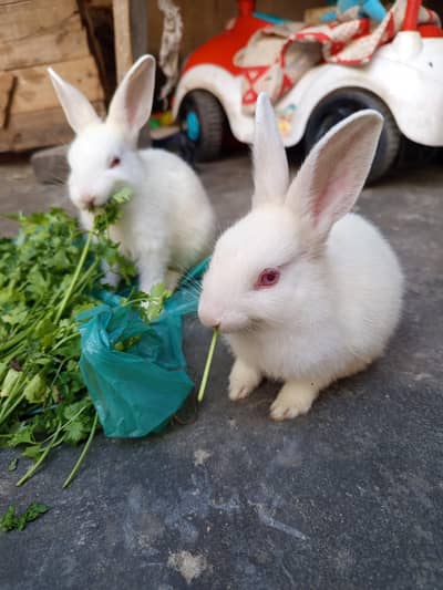 Rabbit Babies For Sale