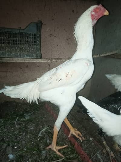 O Shamo patthe patiya available / hens / chicks / murga / Aseel / male