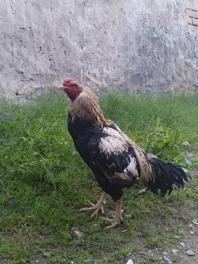 pure Aseel jawa for sale