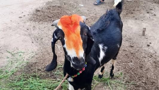 بکرا برائے فروخت