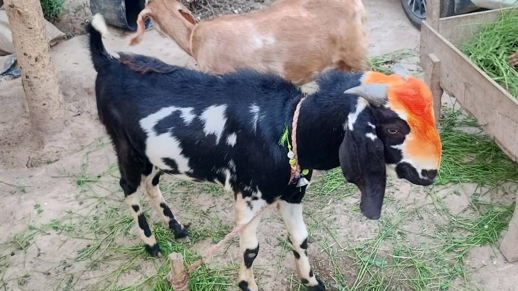 بکرا برائے فروخت 1