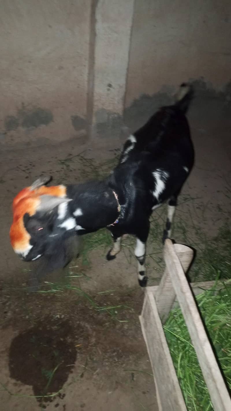 بکرا برائے فروخت 3