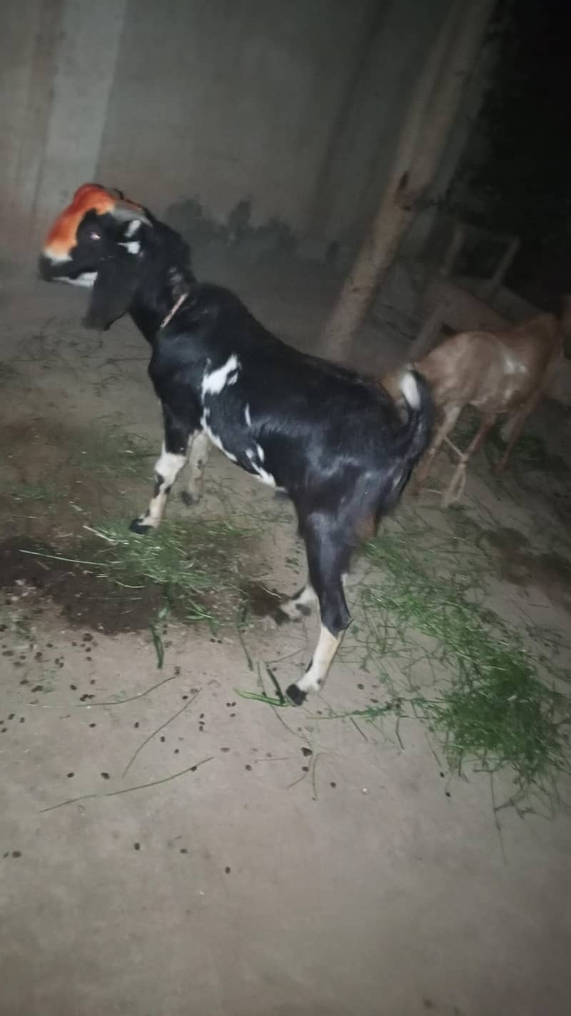 بکرا برائے فروخت 4