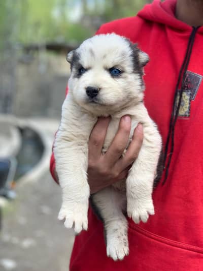 Siberian Husky Puppy