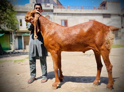 Brown color Height 45" weight 125/kgs