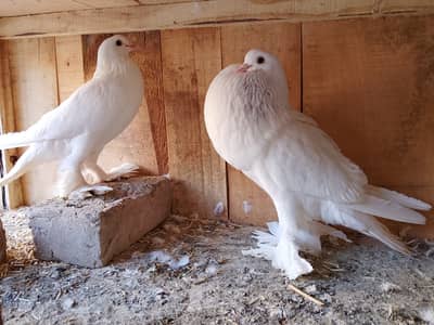 9 Kali white Pomeranian pigeon healthy active