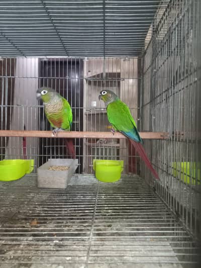 conure breeder pair parrots