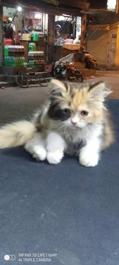Persian calico female 2 month(03214743467)